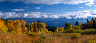 Autumn Aspens